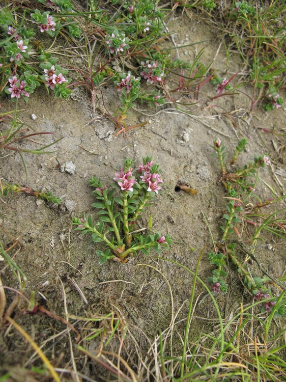 Glaux maritima